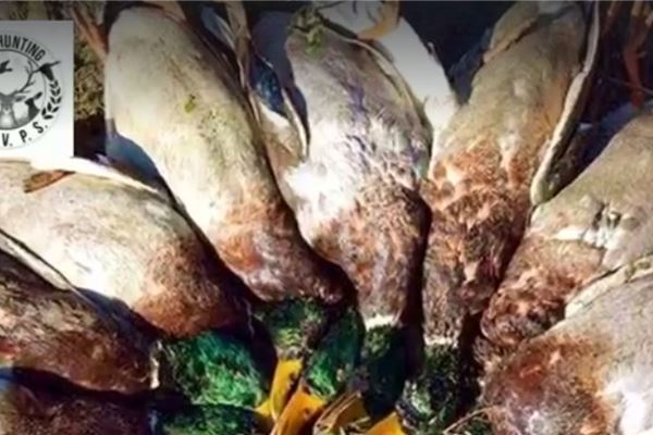 Ducks and Geese Collection